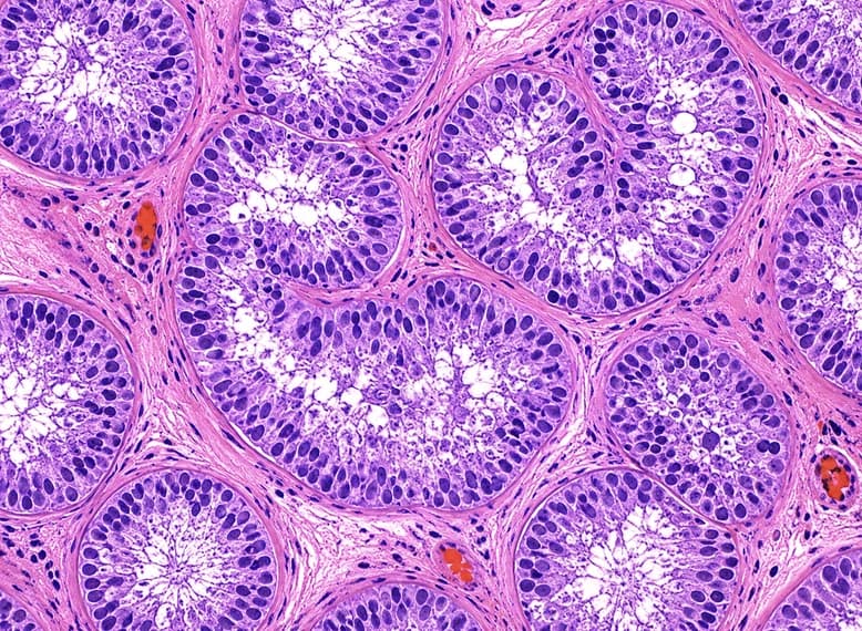 Education & Training Microscopy